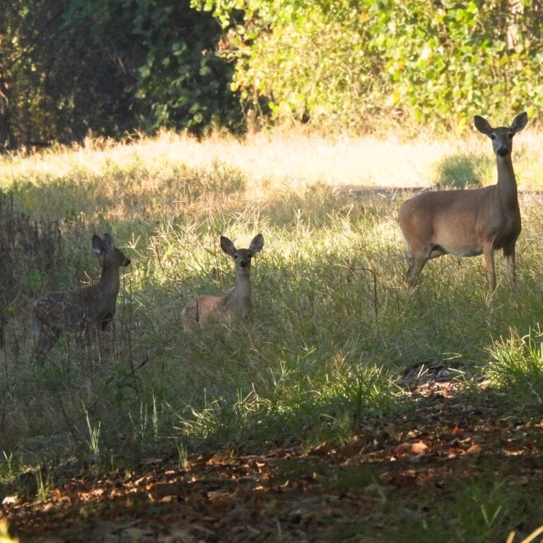 A Mother's Instinct: A Deer Family on the Tanglefoot Trail