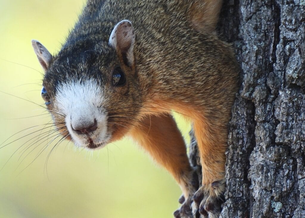 closeup of a fox squirrel on the tanglefoot trail