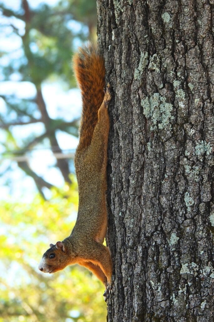 fox squirrel on the tanglefoot trail