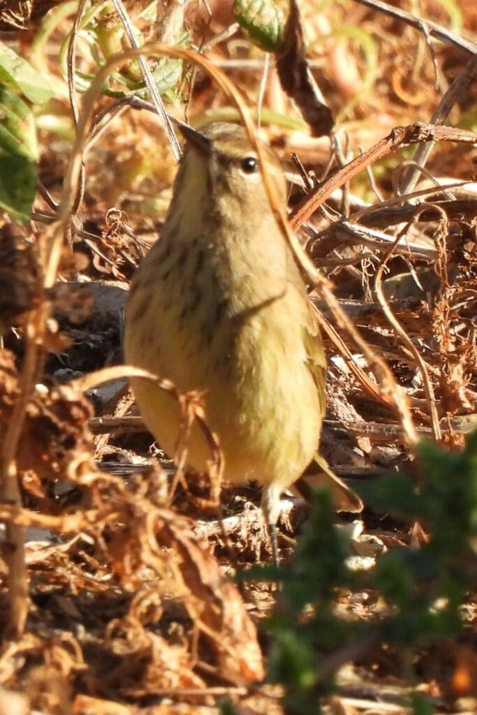 palm warbler bird in the brambles on the tanglefoot trail