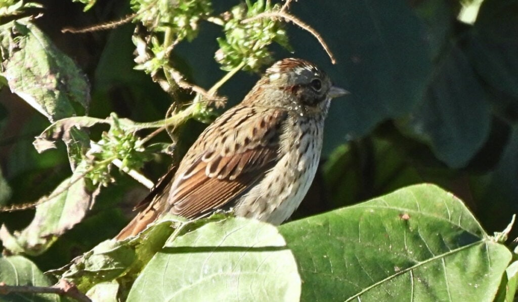 Song Sparrow on the Tanglefoot Trail