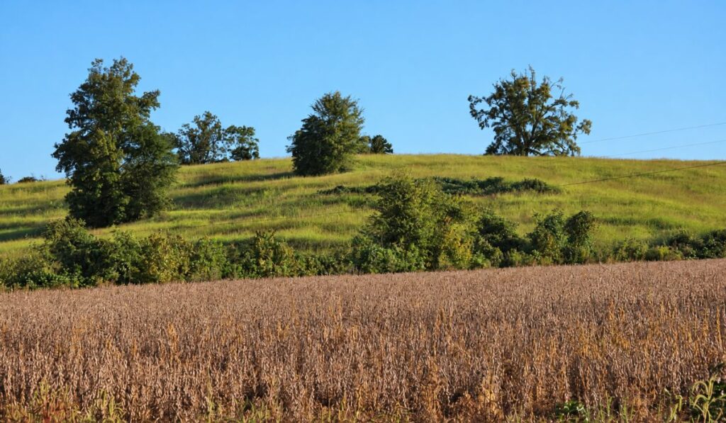 soybean field in front of an uncut hayfield on the tanglefoot trail