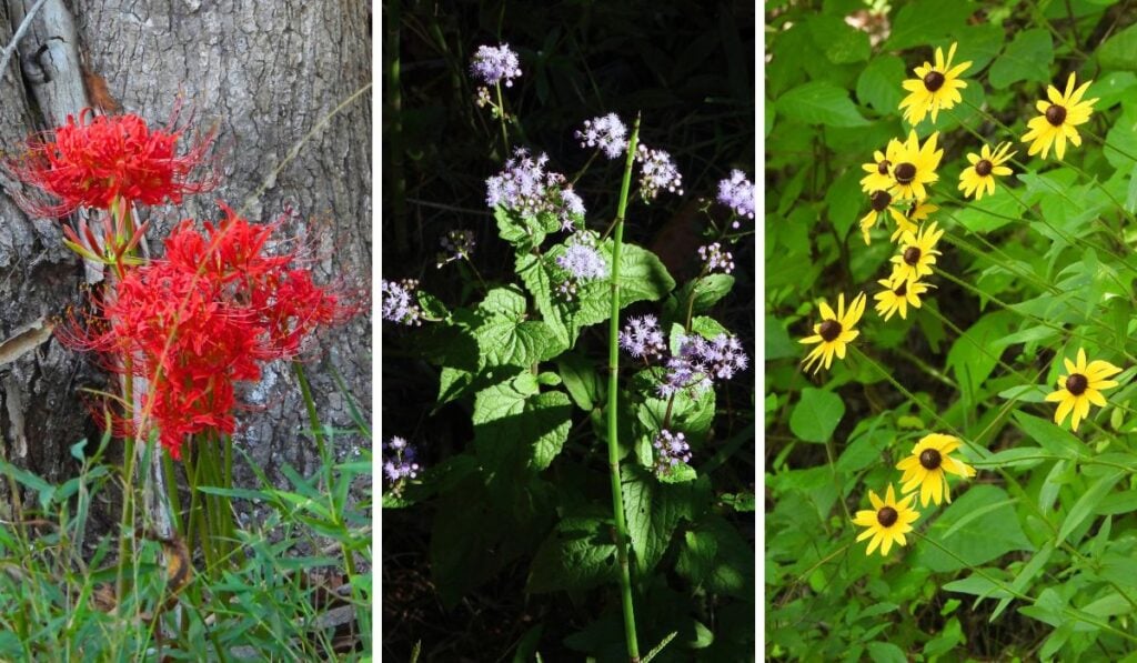 red spider lily, blue mist flower, and lazy susans on the tanglefoot trail