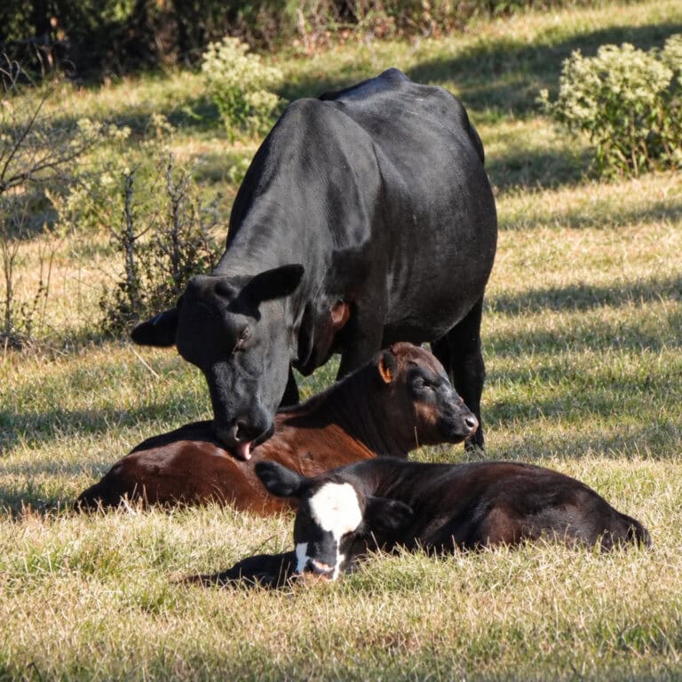 Cow and calves on the Tanglefoot Trail