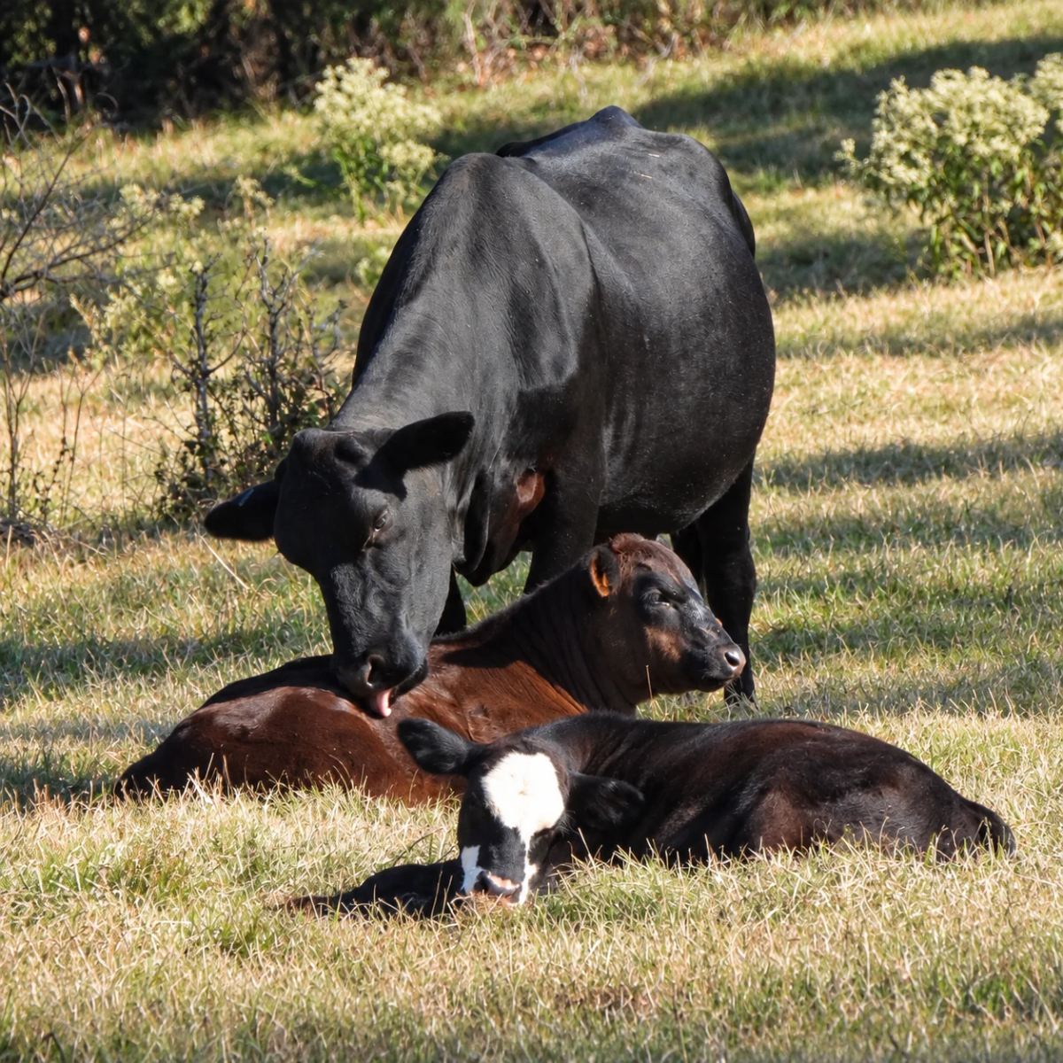 Cow and calves on the Tanglefoot Trail